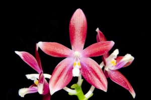 Phalaenopsis speciosa var. christiana Montclair Ember AM/AOS 81 pts.